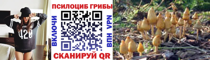 Псилоцибиновые грибы Psilocybe ОМГ ОМГ Ермолино